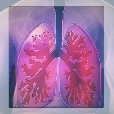 Organsprache Lunge und Bronchien
