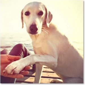 tierkommunikation am telefon